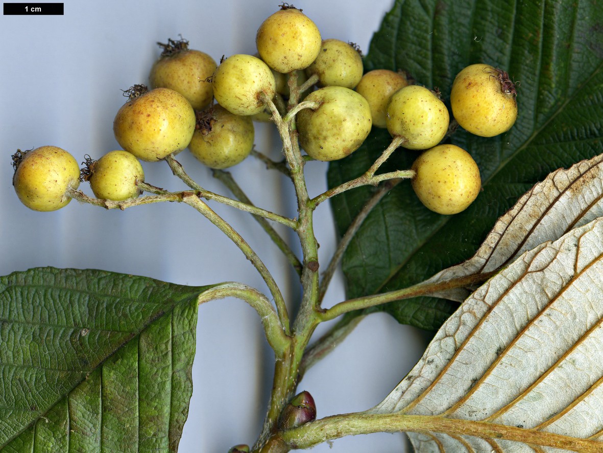 High resolution image: Family: Rosaceae - Genus: Sorbus - Taxon: hudsonii